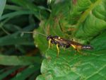 Ichneumon stramentor